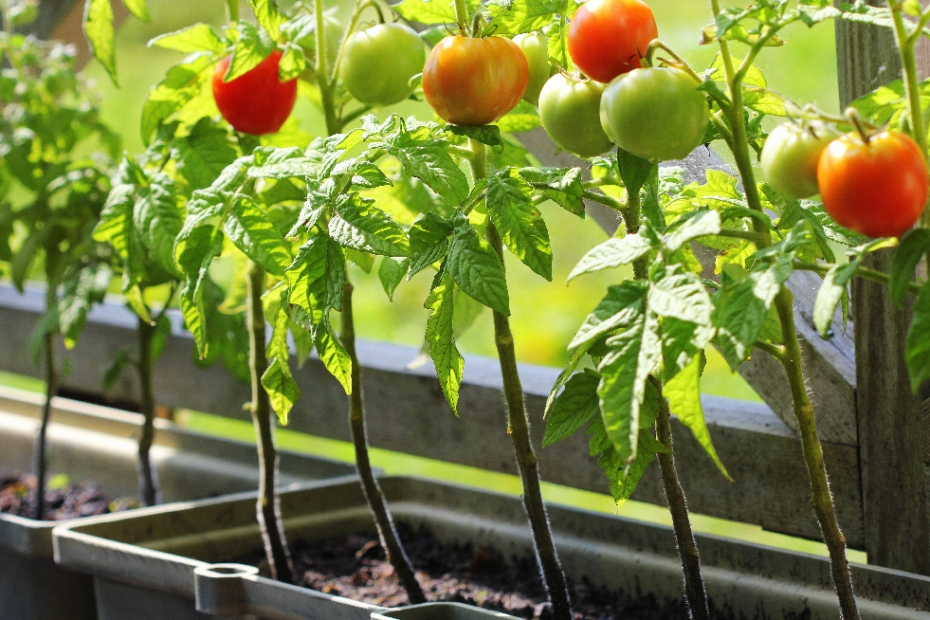 when do you plant fall tomatoes