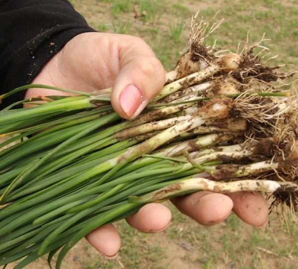 when do you plant onions in oklahoma