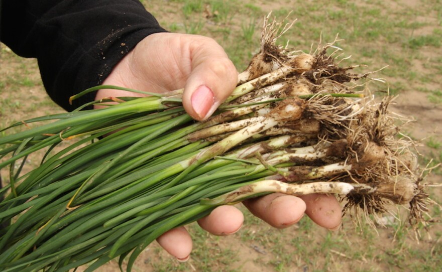 when do you plant onions in oklahoma