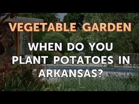 when do you plant potatoes in arkansas