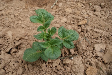 when do you plant potatoes in nc