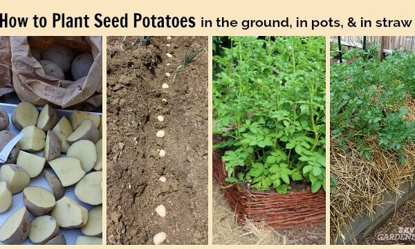 when do you plant potatoes in oklahoma