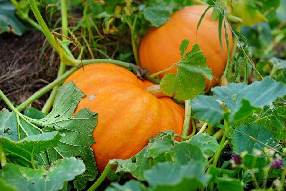 When Do You Plant Pumpkins in Nc