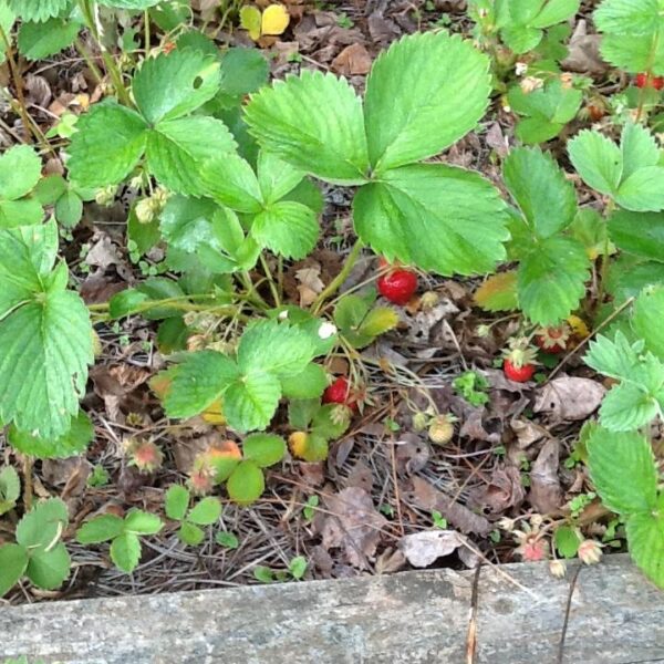 when do you plant strawberries in ga