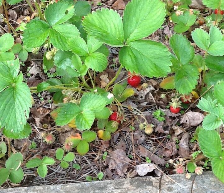 when do you plant strawberries in ga