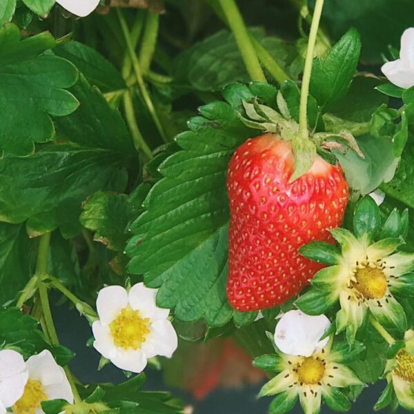 when do you plant strawberries in nc