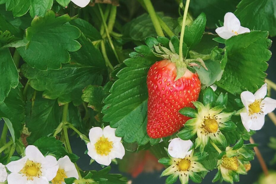 when do you plant strawberries in nc