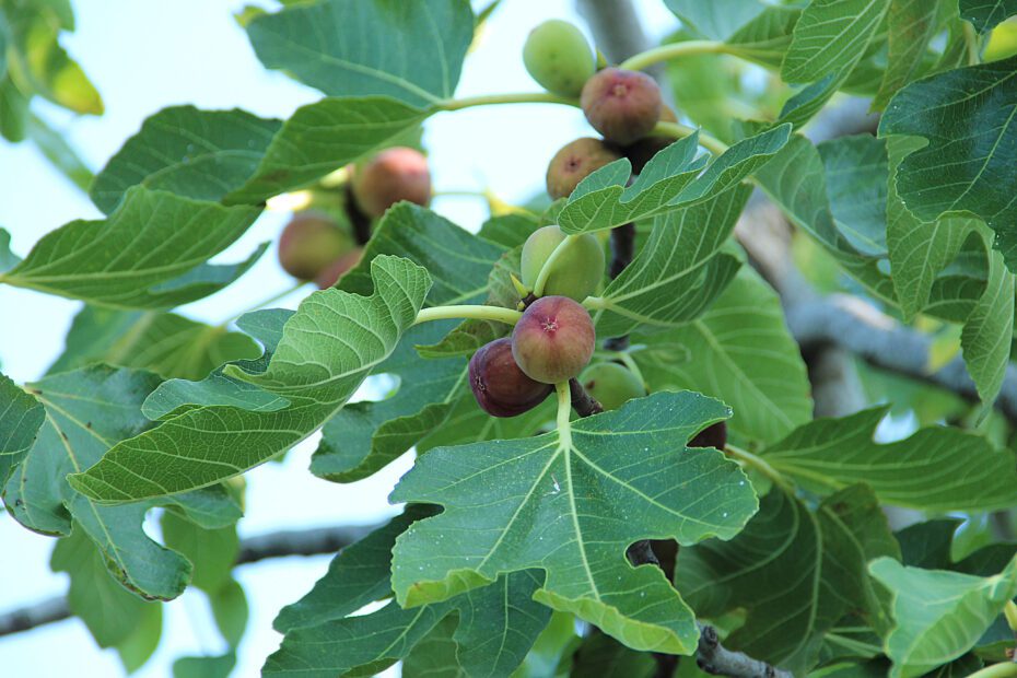 when does fig tree bud scaled