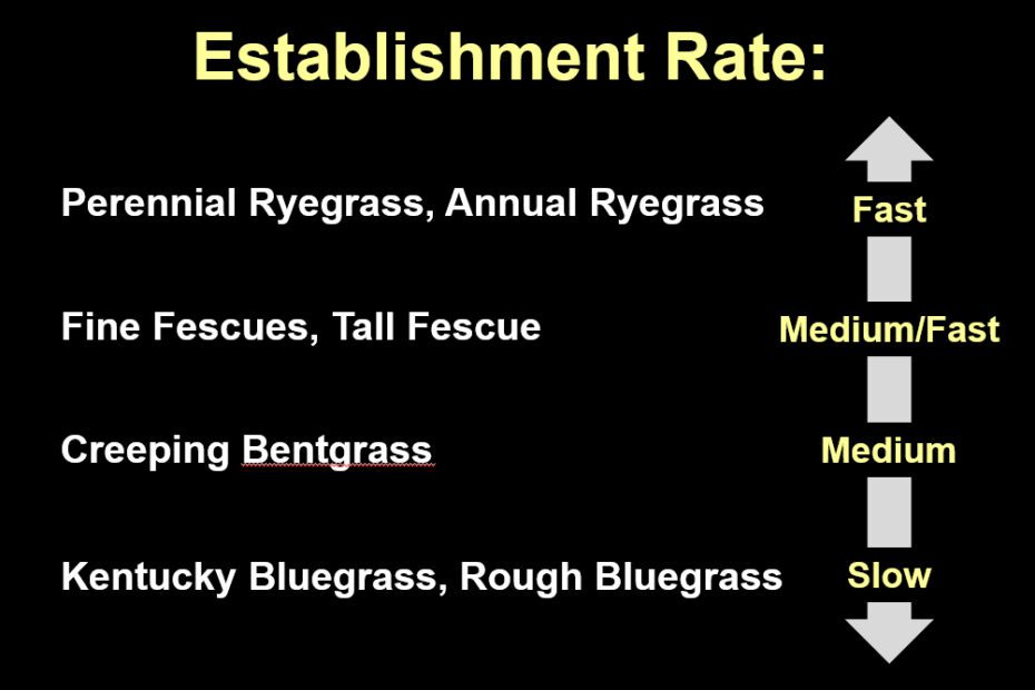 When is it Too Late to Plant Grass in Massachusetts