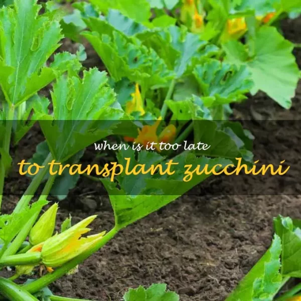 when is it too late to transplant zucchini