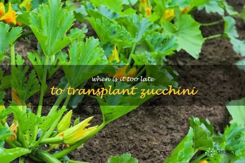 when is it too late to transplant zucchini