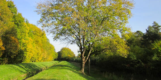 When is the Best Time to Prune Ash Trees