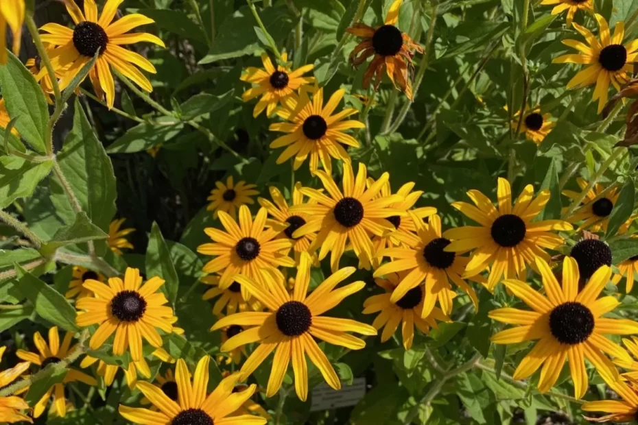 when is the best time to transplant black eyed susans