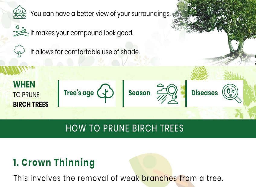 When is the Best Time to Trim a Birch Tree