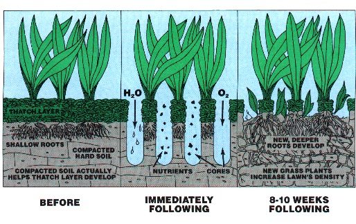 when to aerate lawn in tennessee