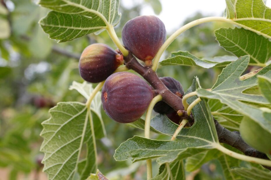 when to fertilize fig tree