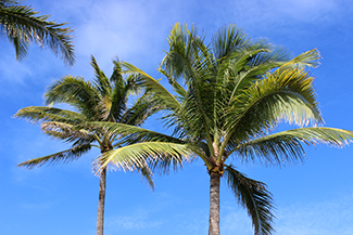 when to fertilize palm trees in arizona