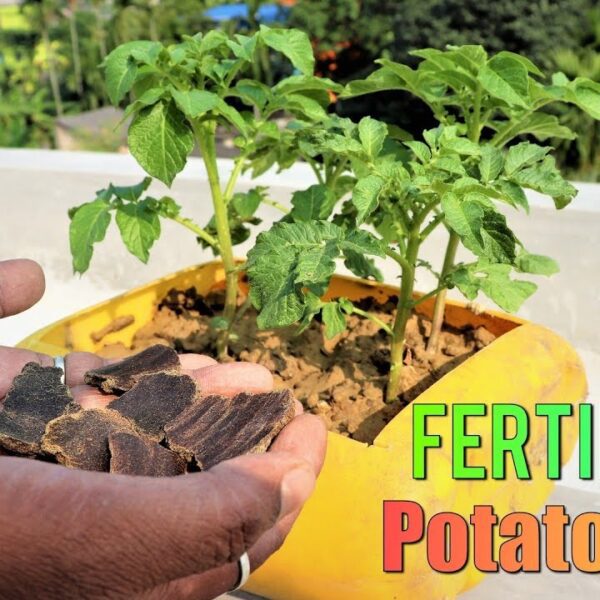 when to fertilize potato plants