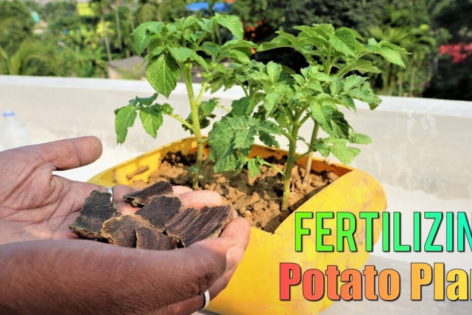 when to fertilize potato plants