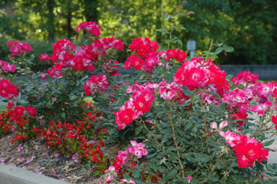 when to fertilize roses in georgia