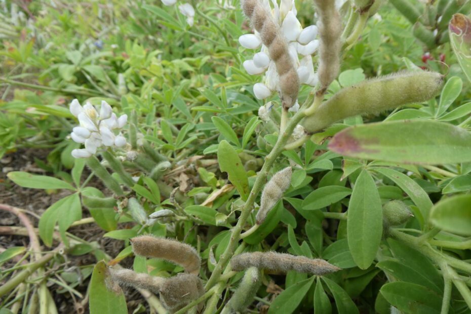 when to harvest bluebonnet seeds