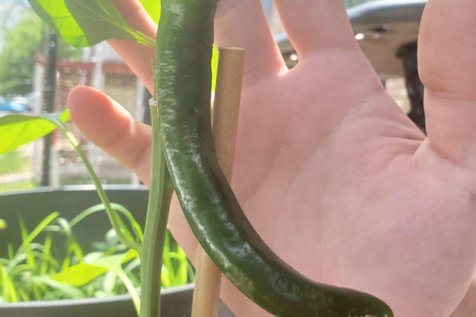 when to harvest garden salsa peppers scaled