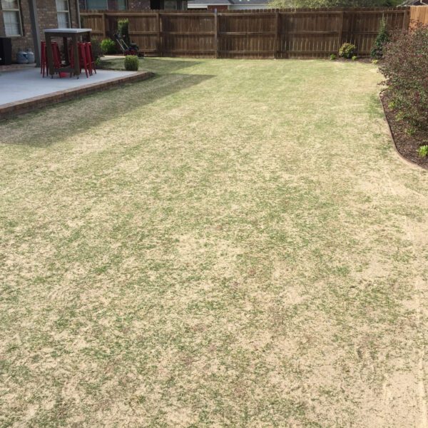 when to level bermuda lawn