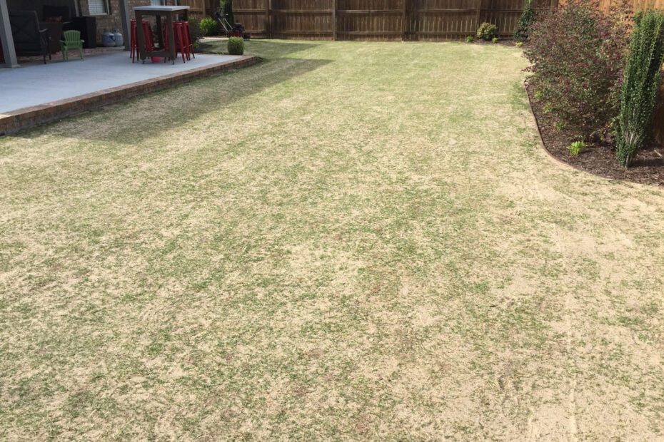 when to level bermuda lawn