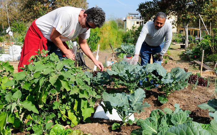 When to Plant a Fall Garden in Texas