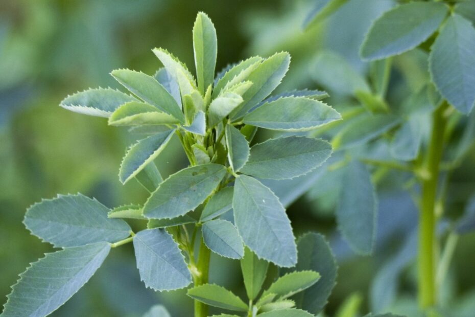 when to plant alfalfa in the fall