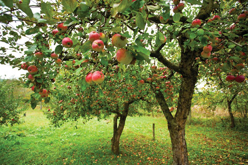 When to Plant Apple Trees in Michigan