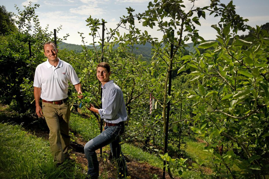 when to plant apple trees in nc