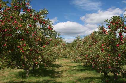 When to Plant Apple Trees in Virginia