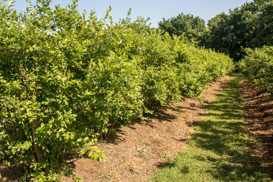 When to Plant Blueberries in Oklahoma