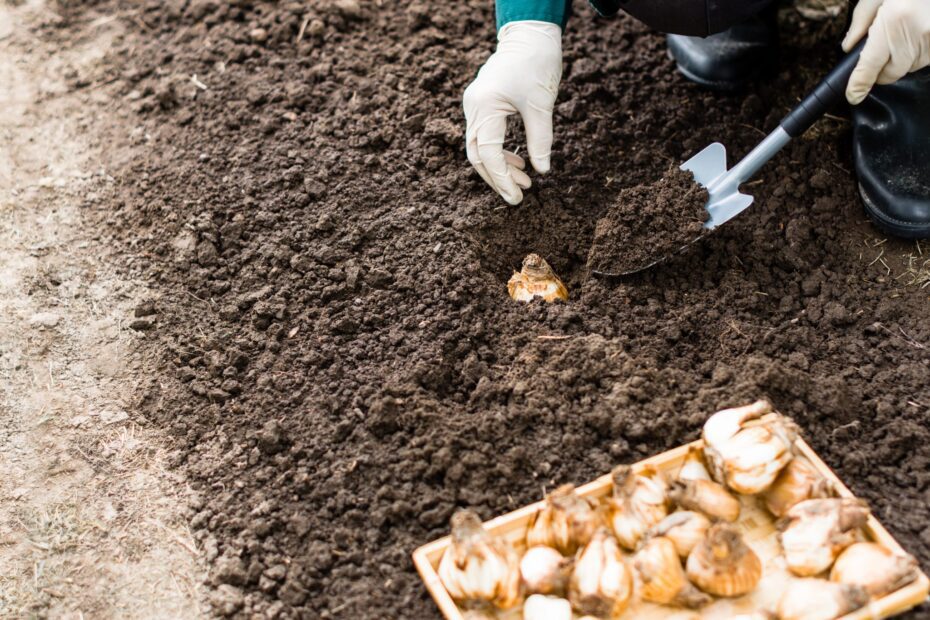 When to Plant Bulbs in Alabama