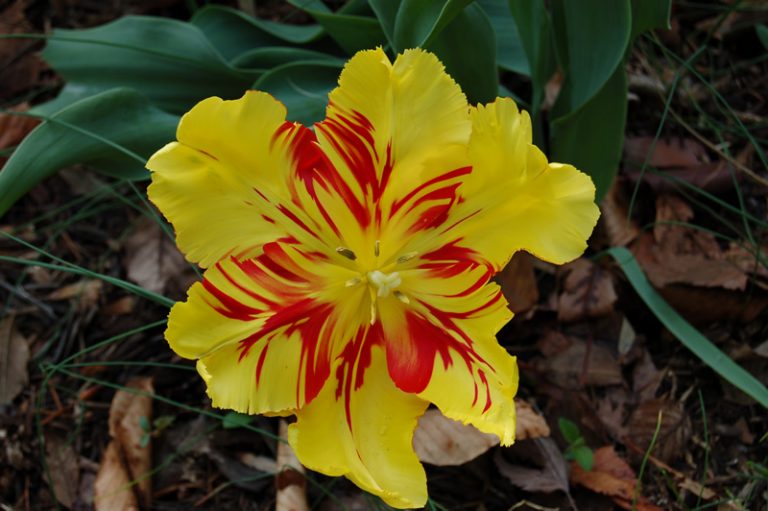 When to Plant Bulbs in Indiana