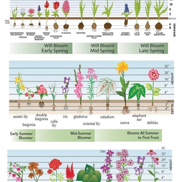 When to Plant Bulbs in Nc