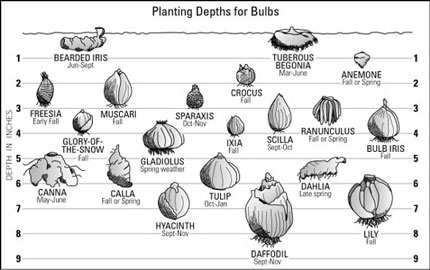 When to Plant Bulbs in Oregon