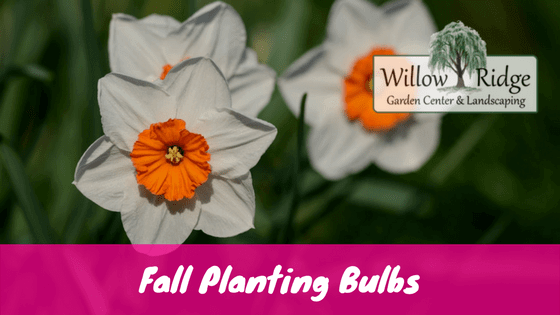 When to Plant Bulbs in Tennessee