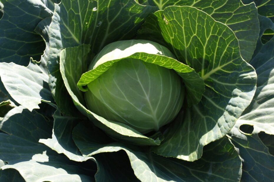 when to plant cabbage in sc