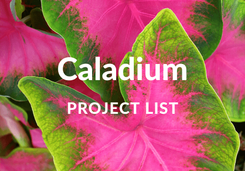 When to Plant Caladium Bulbs in North Texas