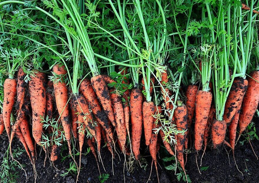 When to Plant Carrots in Ct