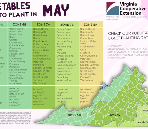 when to plant collards in virginia