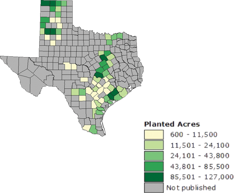 When to Plant Corn in East Texas