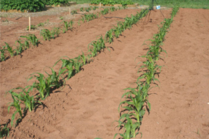 When to Plant Corn in Georgia