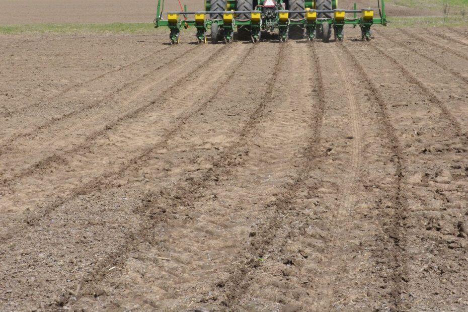 When to Plant Corn in Louisiana