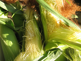 when to plant corn in seattle