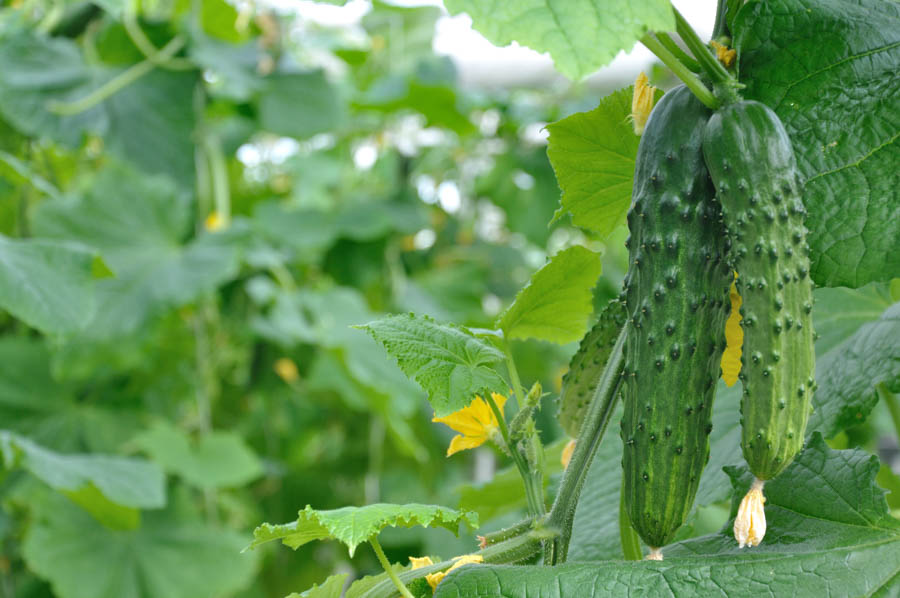 When to Plant Cucumbers in California