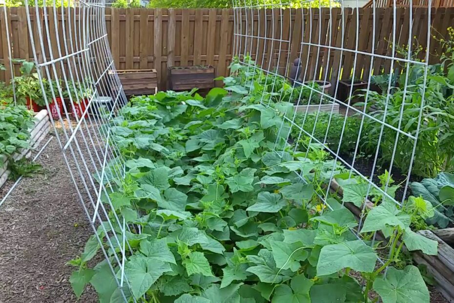 When to Plant Cucumbers in Colorado