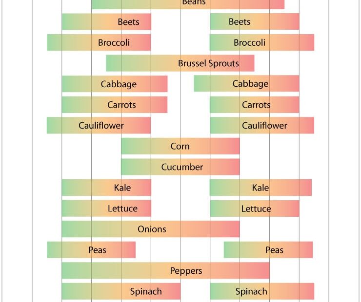 When to Plant Cucumbers in Ct